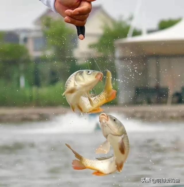 用虾滑野钓在哪几个季节好用,虾滑饵料起什么作用