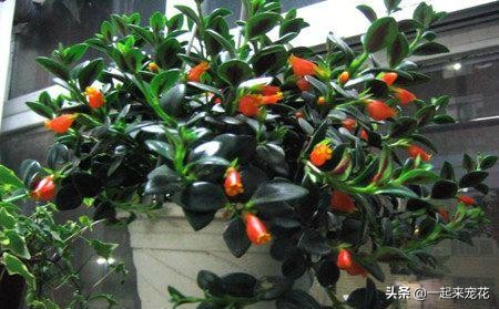 金鱼吊兰落叶头枯萎如何挽救,金鱼吊兰根系深不深怎么看