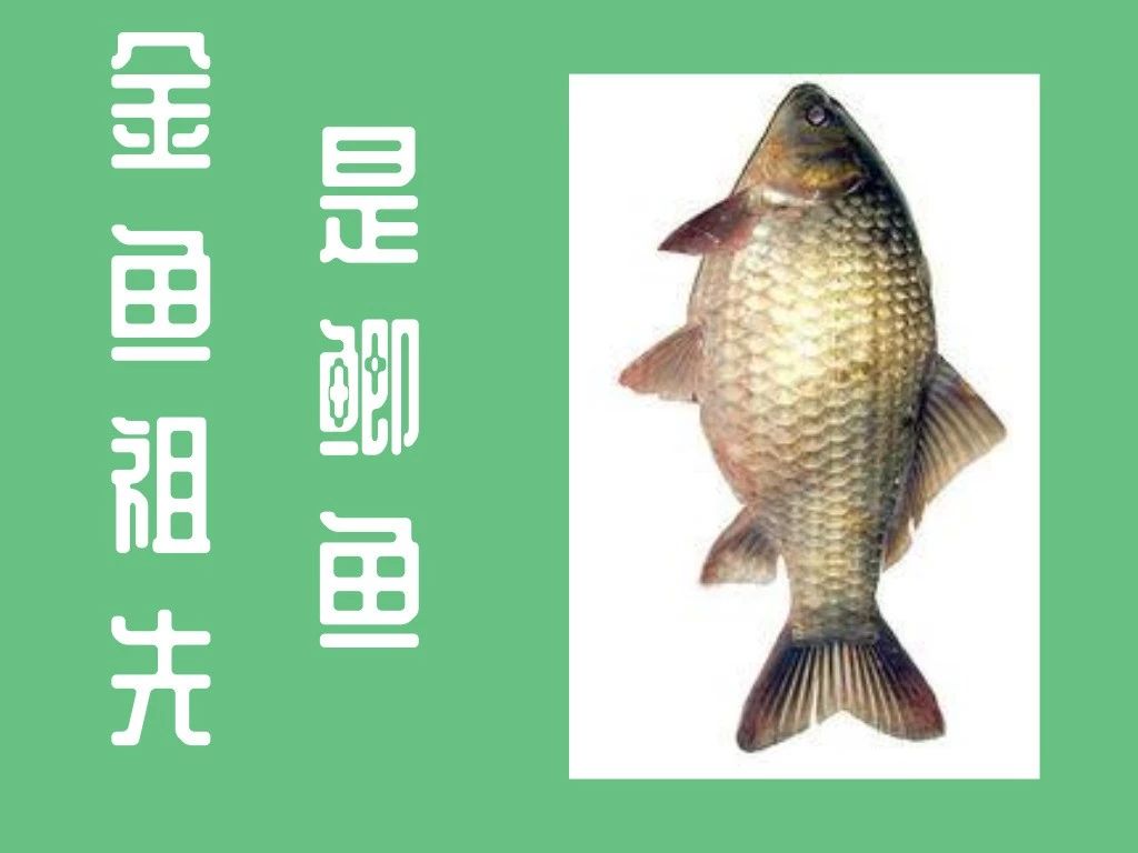 美国每年有多少人死于谋杀,美国每年死于事故的人