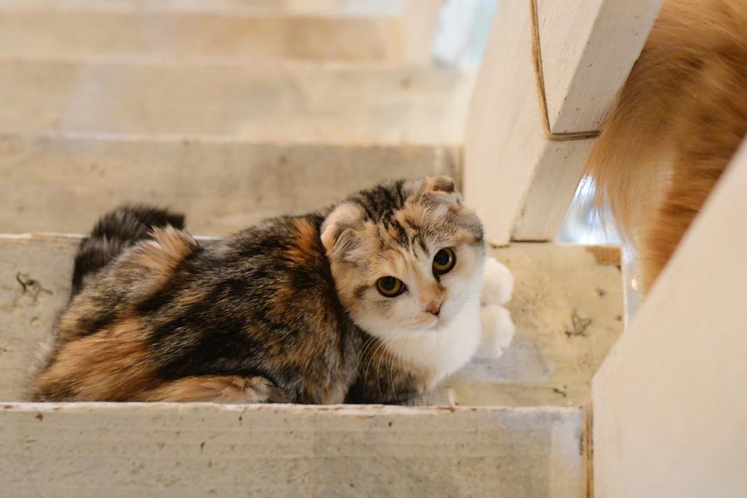 猫隐球菌感染有什么症状,猫咪隐孢子虫怎么治疗效果最好