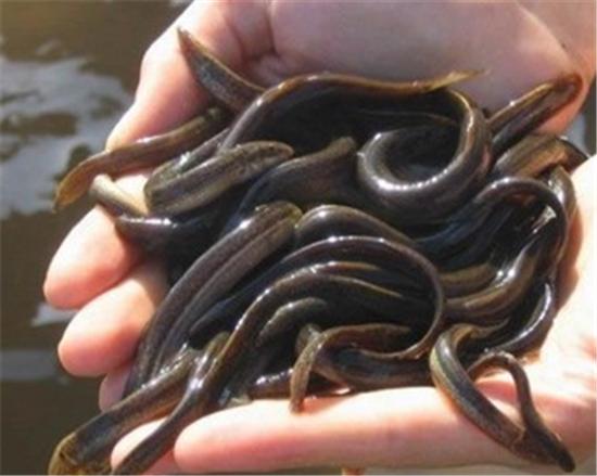 旱田莲藕泥鳅黄鳝套养技术视频,黄鳝泥鳅套养视频