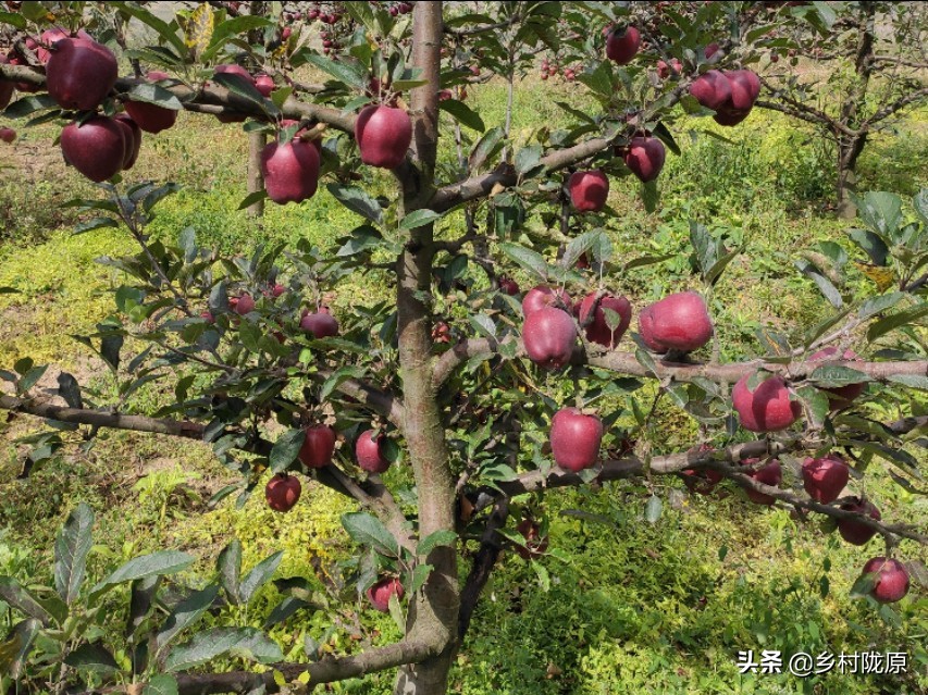矮化苹果树的优点与缺点,果农为什么对苹果树进行矮化