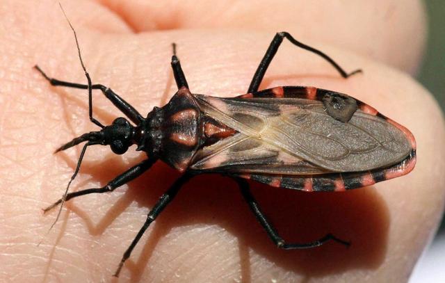 瓢虫害虫和益虫的区别图,益虫害虫有哪些视频