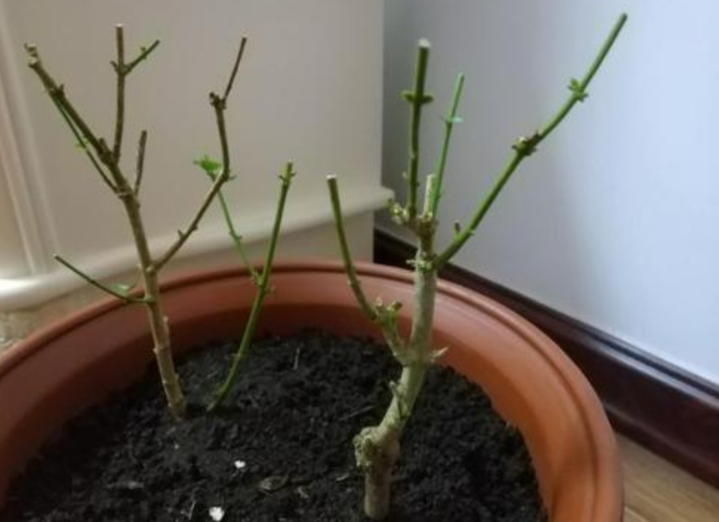 天冷了茉莉,茉莉怕冻怎么办