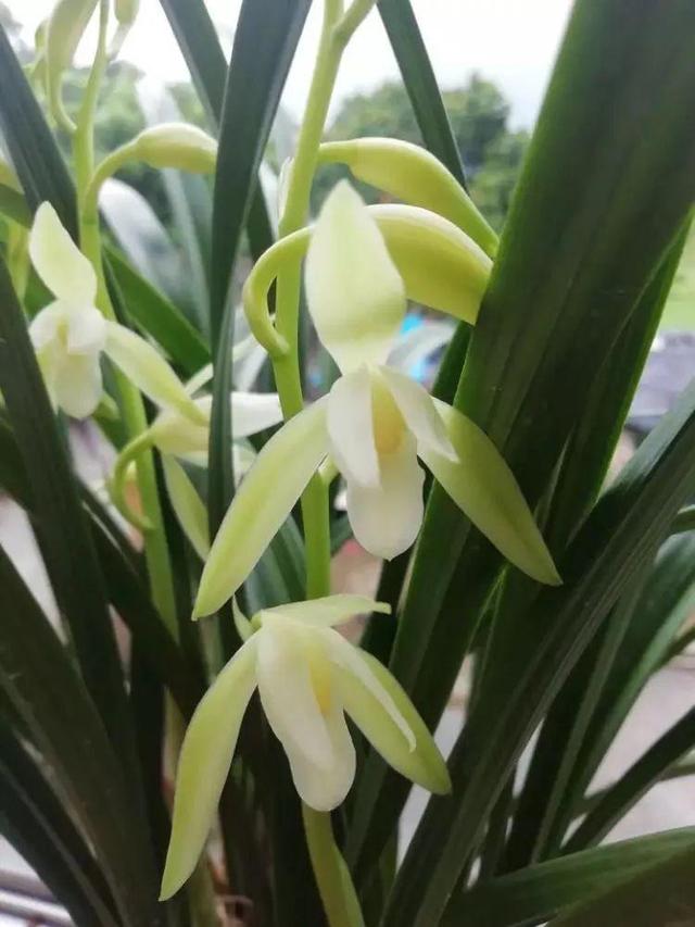 浓香型与幽香型兰花都有什么品种,香味浓郁易养的兰花有哪些