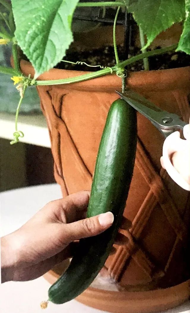 阳台黄瓜的种植如何保水保肥,阳台黄瓜怎么浇水多长时间浇一次