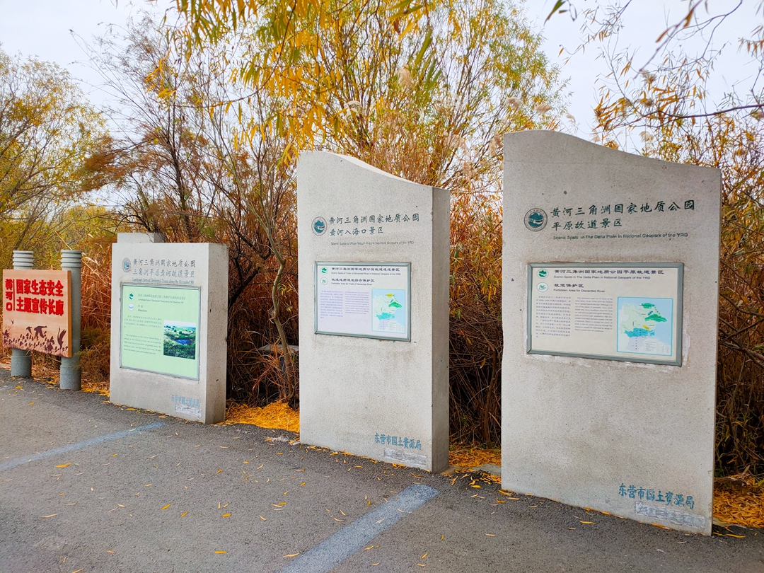 鸟类都会飞往南方过冬吗,鸟类全球迁徙