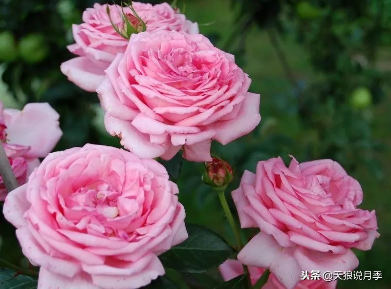 最好看的多种月季,浪漫迷人的月季