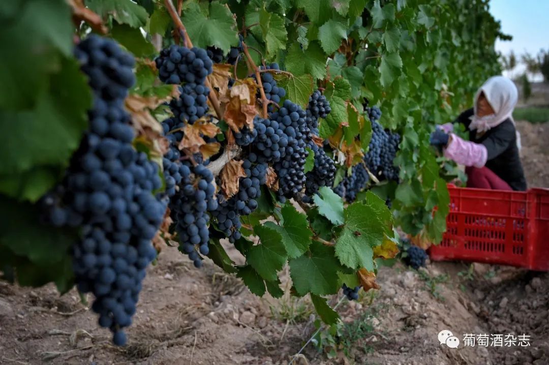 中国葡萄酒主产区之一,宁夏贺兰山东麓葡萄酒产区