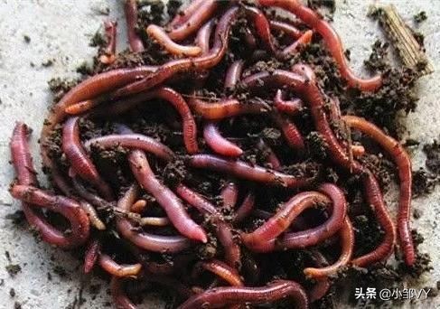 钓黄鳝的方法与注意事项,掌握四种钓法