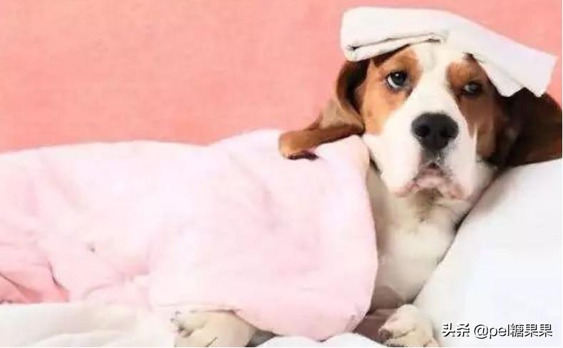 夏天时狗狗中暑,夏天狗狗中暑怎么治疗怎么输液