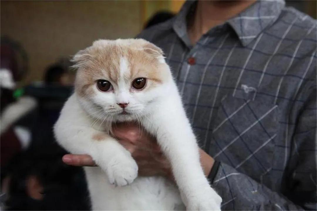 猫得了多囊肾怎么办,猫咪遗传性疾病都有哪些