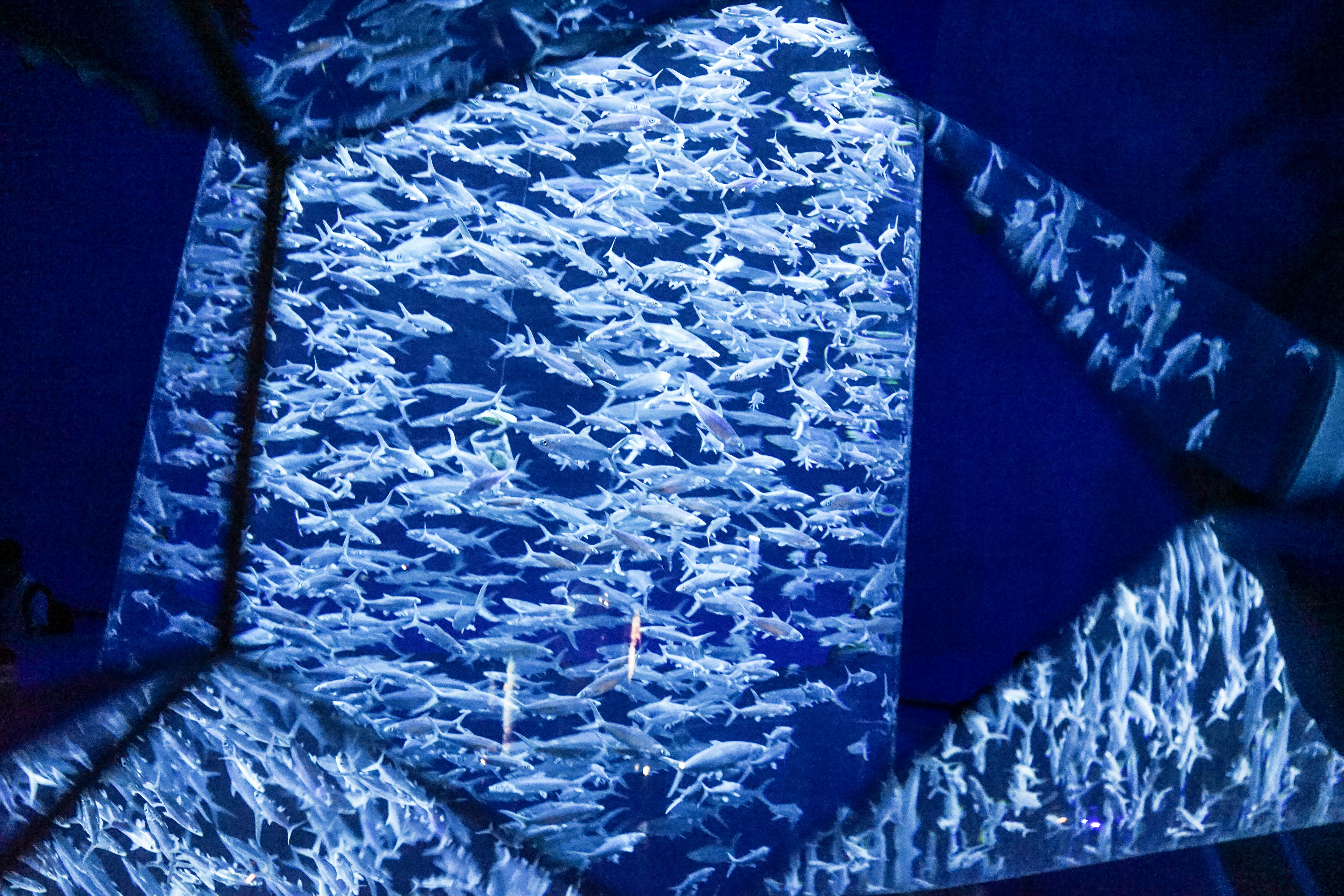 塞班蜜月旅游照,塞班岛蜜月自由行攻略