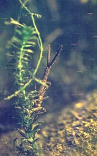 辟谣:蜻蜓集群而飞,就是要下雨了?蜻蜓点水,事非等闲