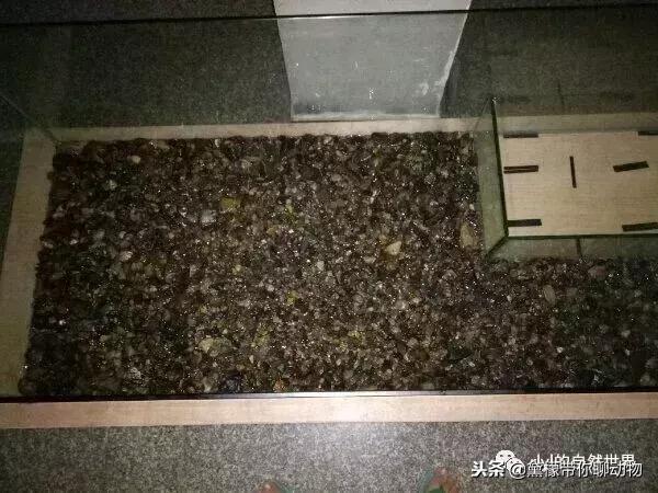 丛林造景黄缘龟池设计图大全,龟宝宝黄缘龟生态缸造景教程