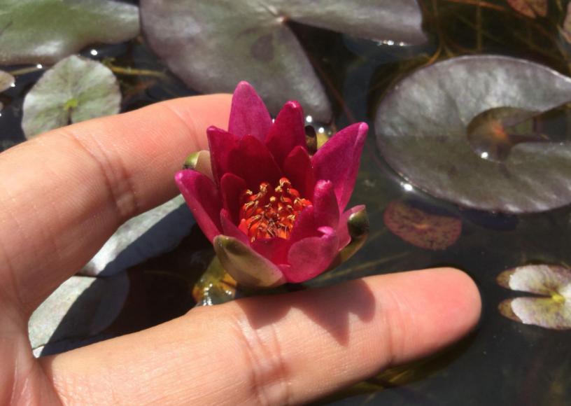 养睡莲的2种自制营养液,养睡莲用的土不混水