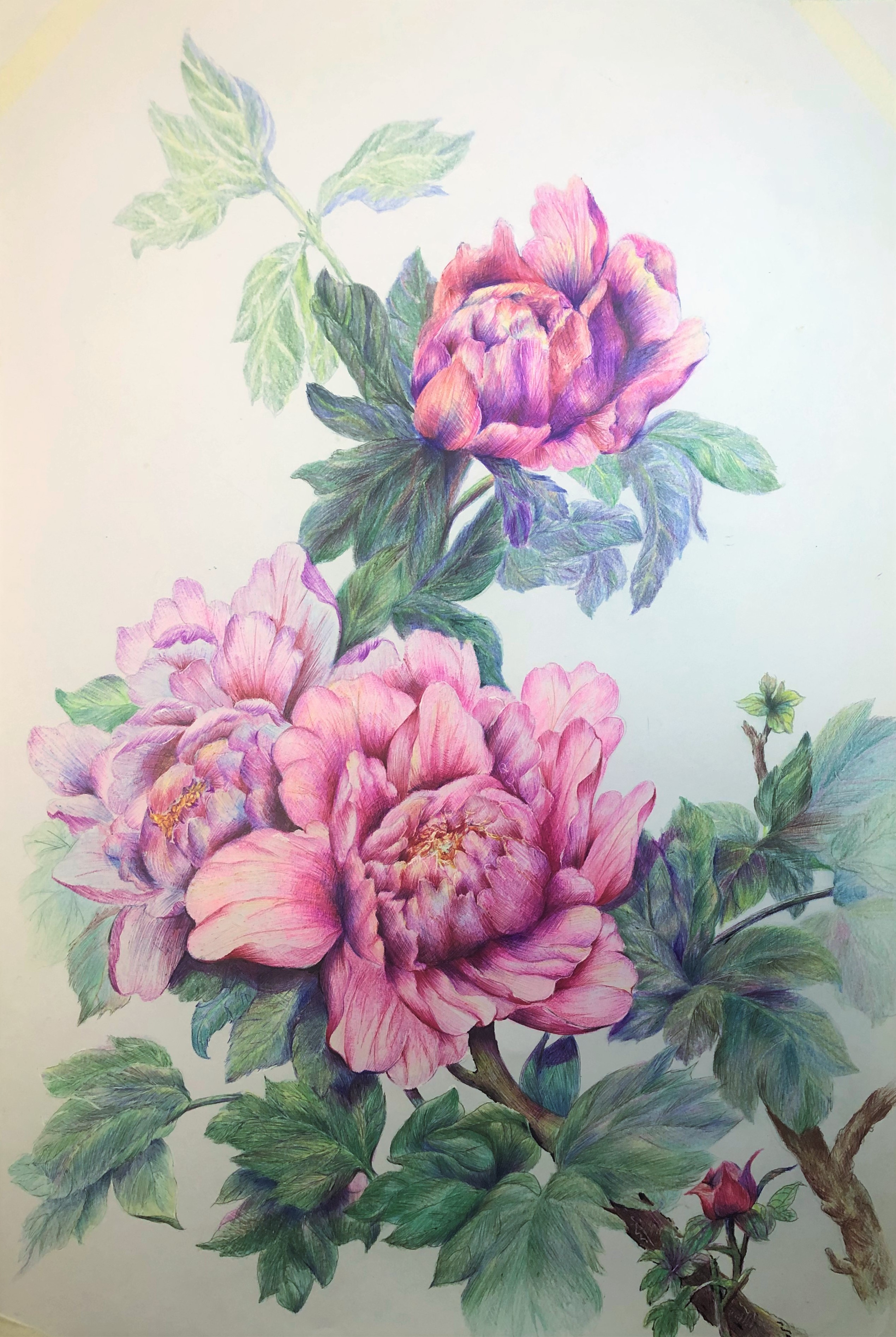 圆珠笔画牡丹教学,圆珠笔画牡丹的画法