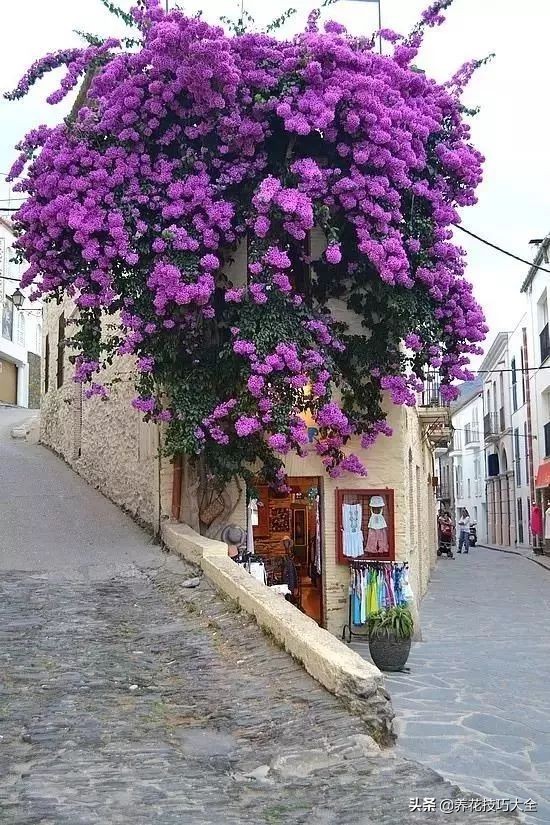 想要花养得好要施什么肥,想要花养得好就要勤换花