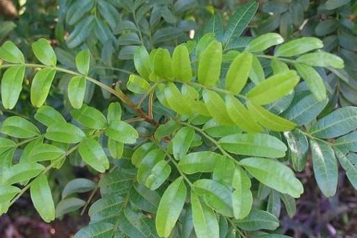 常绿植物盆栽好养,什么盆栽喜阴绿植好养