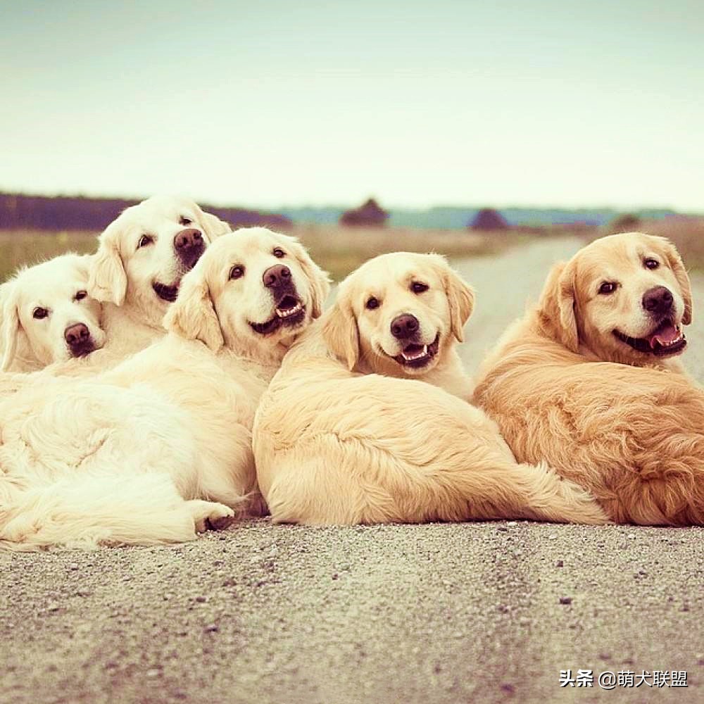 拉布拉多金毛谁的智商高,怎样区别金毛和拉布拉多