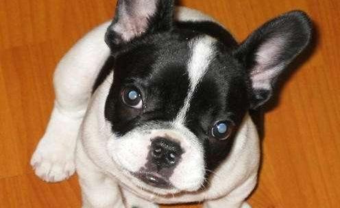 法国斗牛犬肠胃不好怎么办,法国斗牛犬不吃食怎么回事