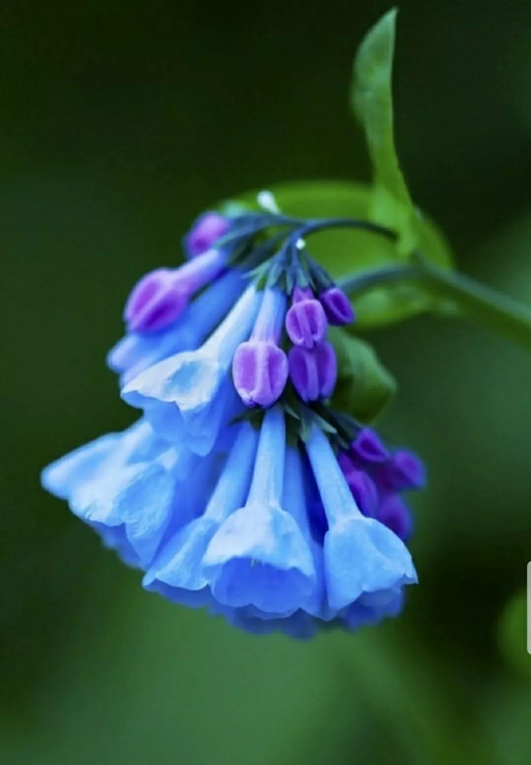 芳踪难觅濒危花！清新治愈篇：沙漠高原是吾家，豹子花的春天来了
