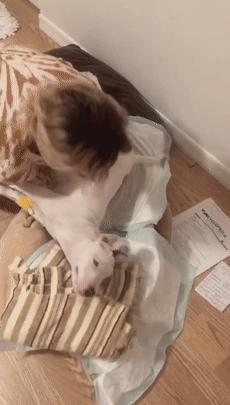 比特犬终于健康了视频,比特犬得了细菌性皮肤病