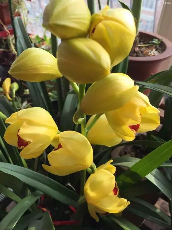 开花时间最长最香最好养的兰花,一年四季开花的兰花有几种