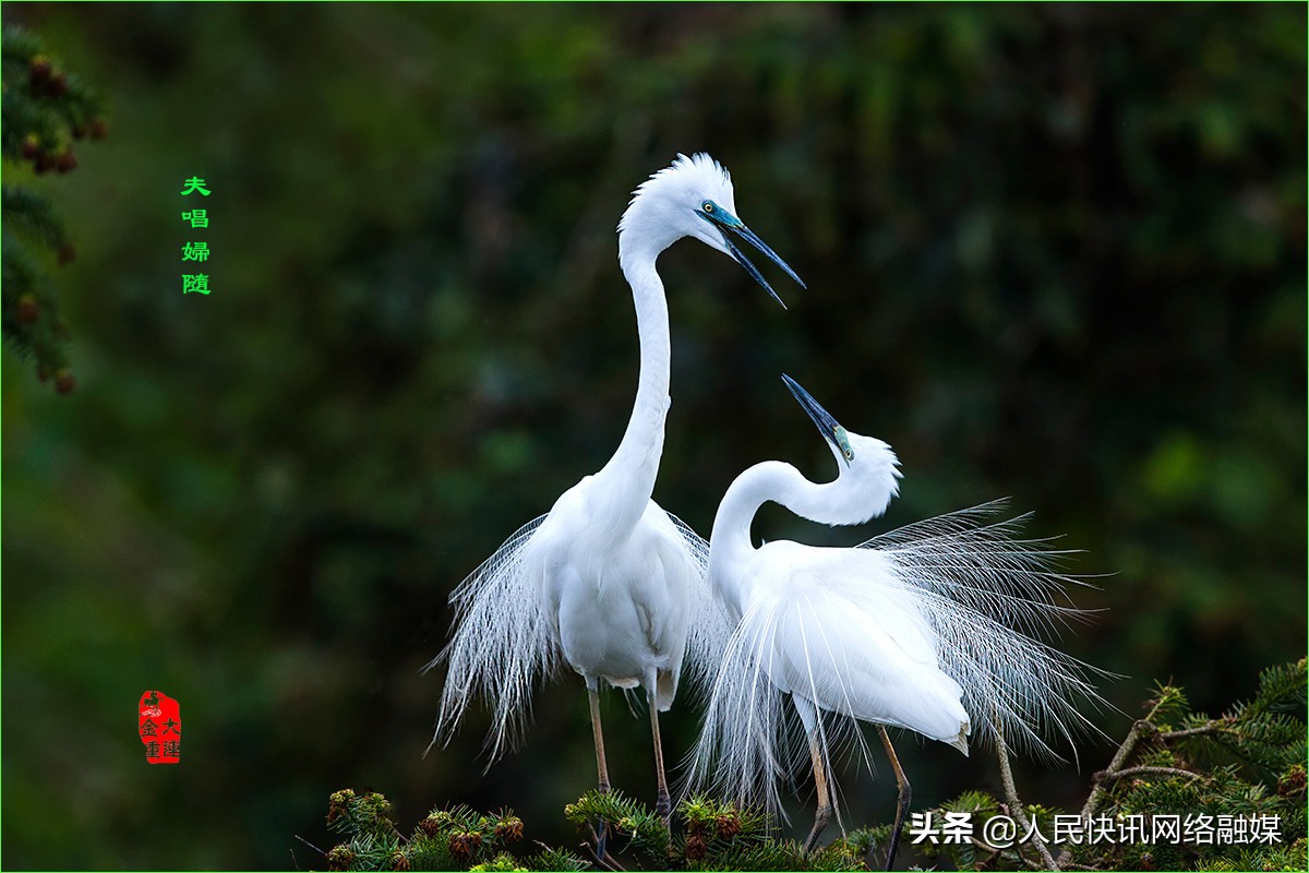 白衣天使大爱无疆的精神,白衣天使大爱无边完整版