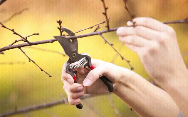 一个人将果树藤条偷偷带回中国，被新西兰告了，判赔6742.8万元