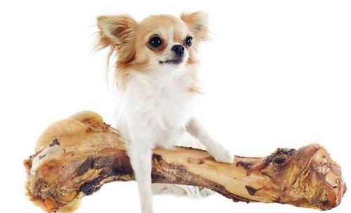 狗狗口腔溃疡喷什么药好得快,狗狗口腔溃疡图片大全