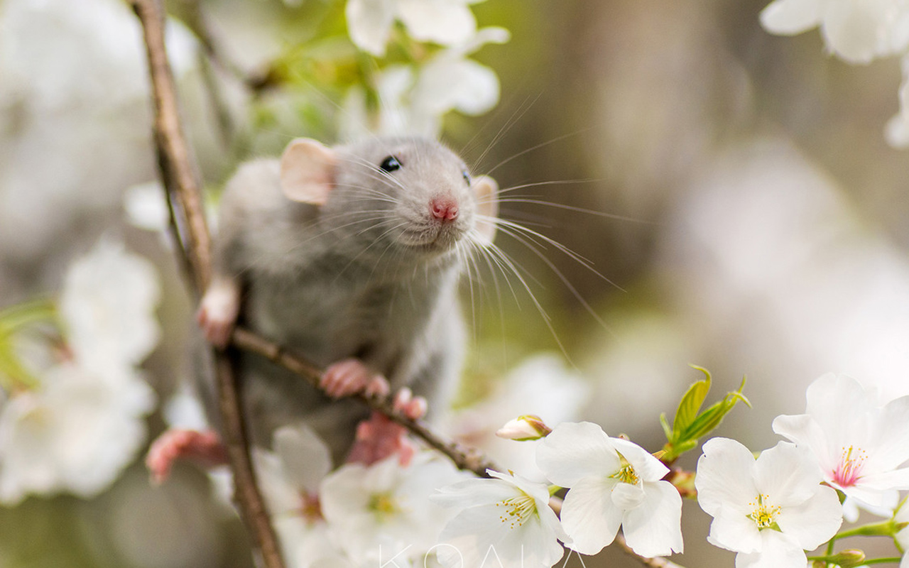 适合上班族养的小型宠物都有什么,适合在家养的小宠物便宜好养