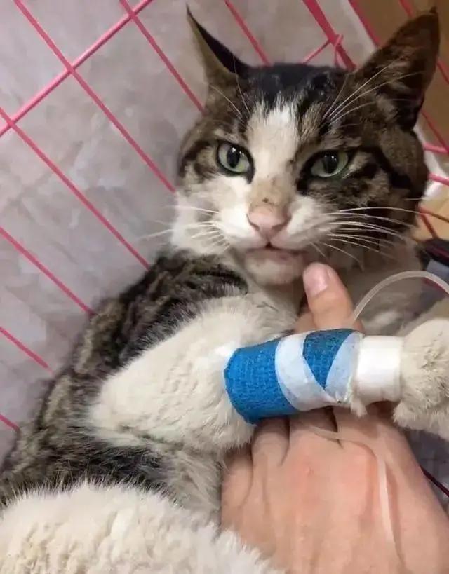 狸花猫背部受伤救助,狸花猫被主人打骨折