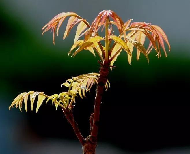 北京这个学校很“火”！坐拥3大花园、果园、动物园，集美貌与知识于一体！