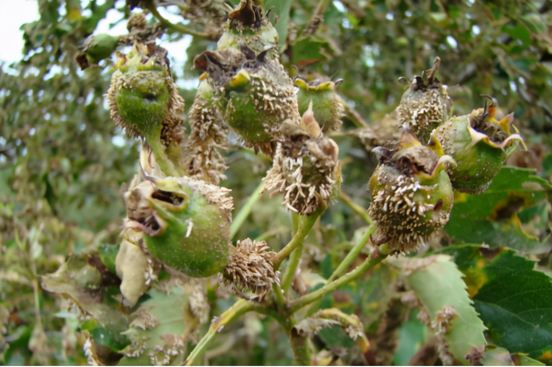 山楂种植病虫害有哪些危害,山楂病害