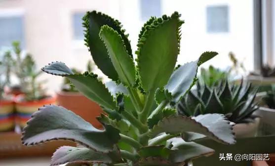 不死鸟多肉用什么盆养长得好,一棵不死鸟多肉可以养多少年