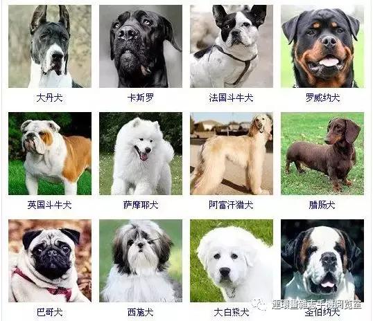 狗狗品种大全卡斯罗,雪纳瑞