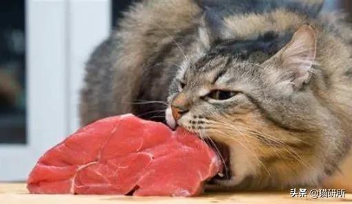 想要猫咪毛发顺亮吃什么,想要猫咪干净