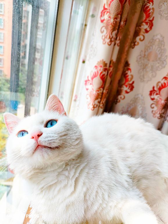 怀孕期间养宠物对胎儿有什么影响,怀孕后宠物可以继续养吗