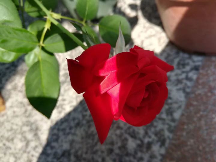 斗南今日玫瑰花价格,每日识花玫瑰花