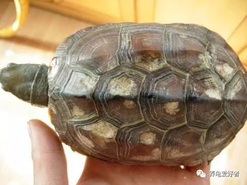 乌龟壳发白是怎么回事，想弄明白吗？