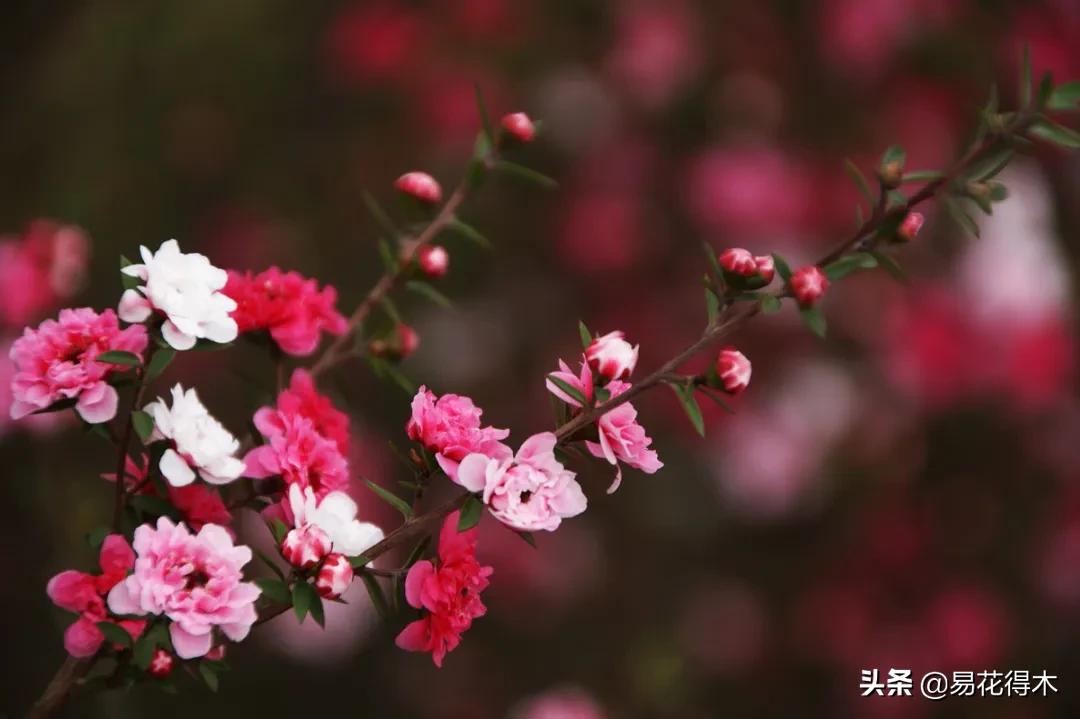 松红梅盆景,松红梅花境