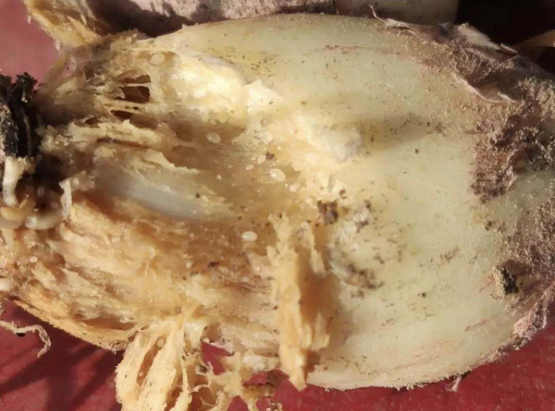 地上害虫怎样防治,土地地下害虫怎么防治