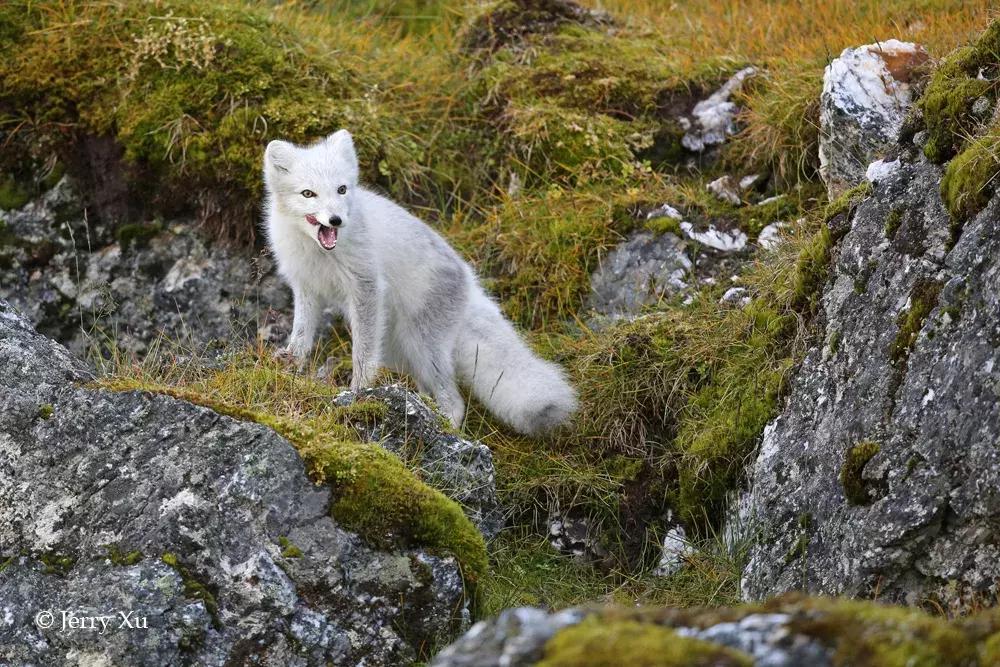 一组国际摄影大赛获奖作品速览,震撼心灵的45张摄影金奖照片珍藏