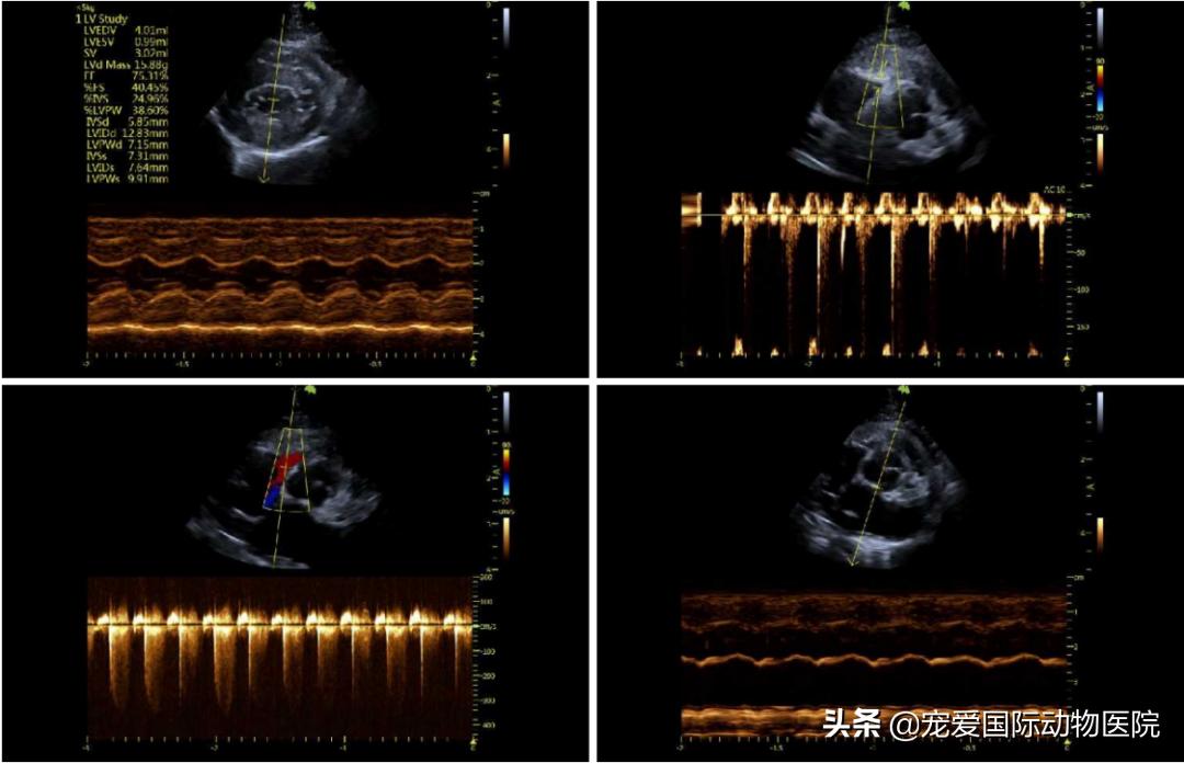 猫肥厚型心肌病的预防措施,猫肥厚型梗塞性心肌病