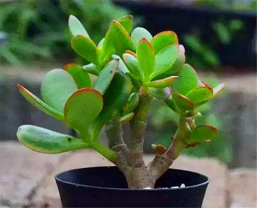 新移栽的玉树叶片打蔫怎么办,玉树叶片发蔫是怎么回事