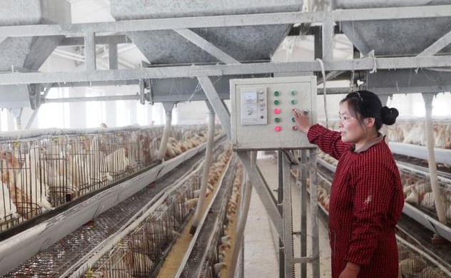 球虫的最佳防治方法,球虫高发期如何预防