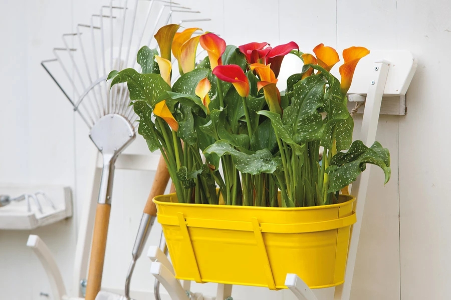 夏季怎样养好马蹄莲花盆栽,马蹄莲叶子枯萎是什么原因造成的