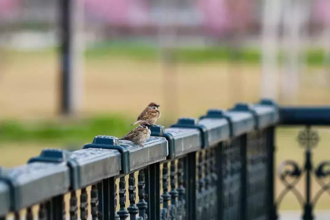 北方常见鸟类大全图片及名称,南大常见的鸟类有哪些
