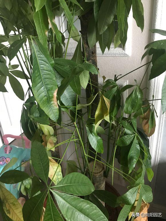发财树树叶变紫色,发财树黄叶变绿叶的花肥